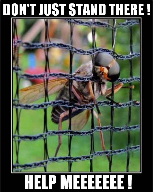 A Trapped Fly ! | DON'T JUST STAND THERE ! HELP MEEEEEEE ! | image tagged in fly,help me | made w/ Imgflip meme maker