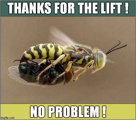 Taking An Insect Friend For Dinner ! | THANKS FOR THE LIFT ! NO PROBLEM ! | image tagged in wasp,fly,dinner | made w/ Imgflip meme maker