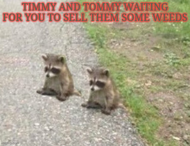 Animal crossing | TIMMY AND TOMMY WAITING FOR YOU TO SELL THEM SOME WEEDS | image tagged in animal crossing,timmy and tommy,raccoon,nintendo switch,video games | made w/ Imgflip meme maker