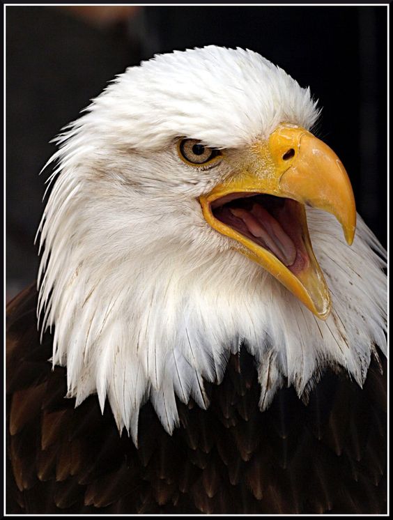 High Quality eagle Blank Meme Template