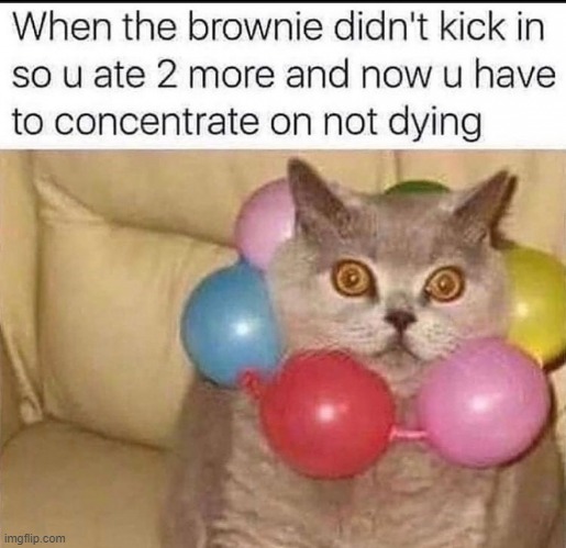 This ain't your mama's catnip brownies | image tagged in vince vance,cats,marijuana,brownies,laced,catnip | made w/ Imgflip meme maker