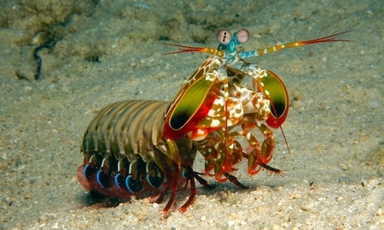 Mantis shrimp Blank Meme Template