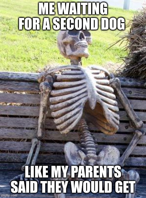 Waiting Skeleton Meme | ME WAITING FOR A SECOND DOG; LIKE MY PARENTS SAID THEY WOULD GET | image tagged in memes,waiting skeleton | made w/ Imgflip meme maker