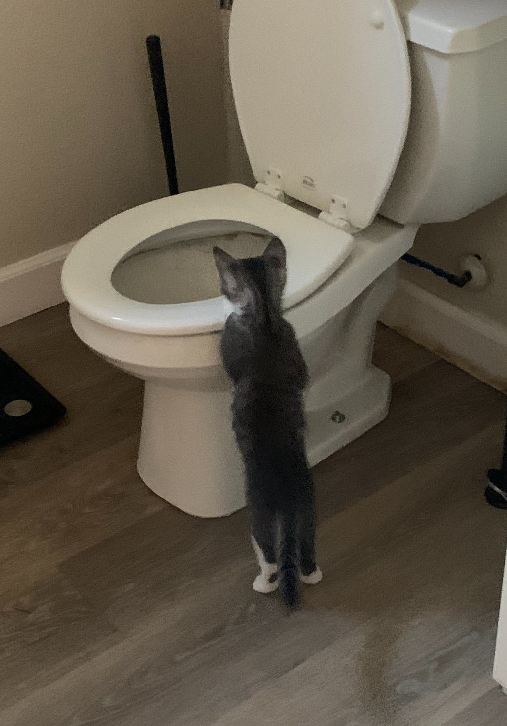 Toilet cat Blank Meme Template