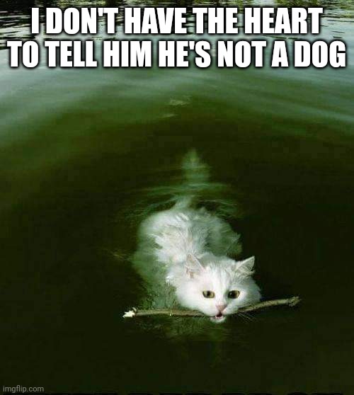 Water cat | I DON'T HAVE THE HEART TO TELL HIM HE'S NOT A DOG | image tagged in cat swimming,cat | made w/ Imgflip meme maker