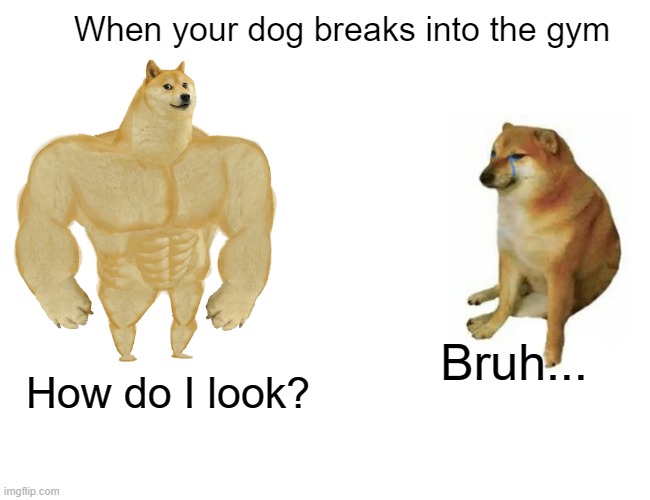 Buff Doge vs. Cheems Meme | When your dog breaks into the gym; Bruh... How do I look? | image tagged in memes,buff doge vs cheems | made w/ Imgflip meme maker