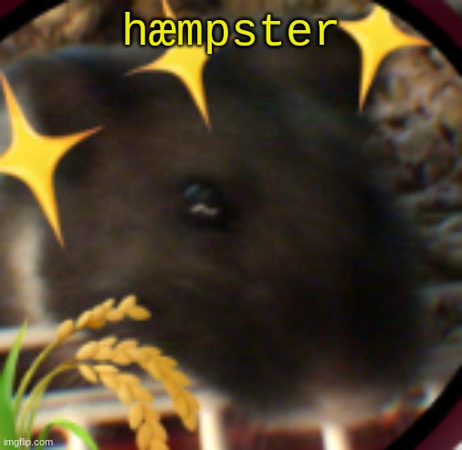 hæmpster | made w/ Imgflip meme maker