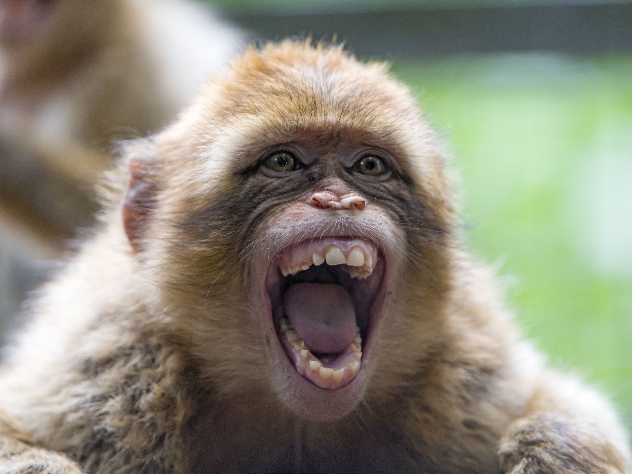 High Quality Monkey with wide-open mouth Blank Meme Template