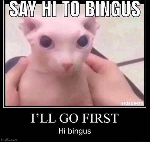 Hi Bingus | image tagged in bingus | made w/ Imgflip meme maker