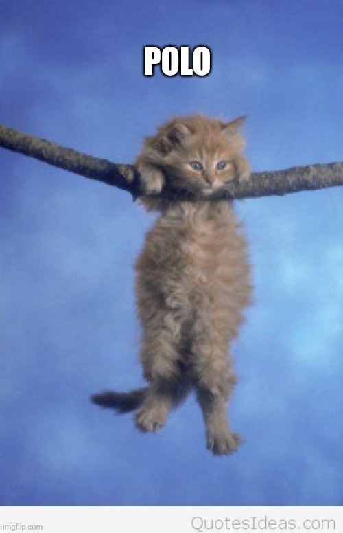 Hang in there | POLO | image tagged in hang in there | made w/ Imgflip meme maker