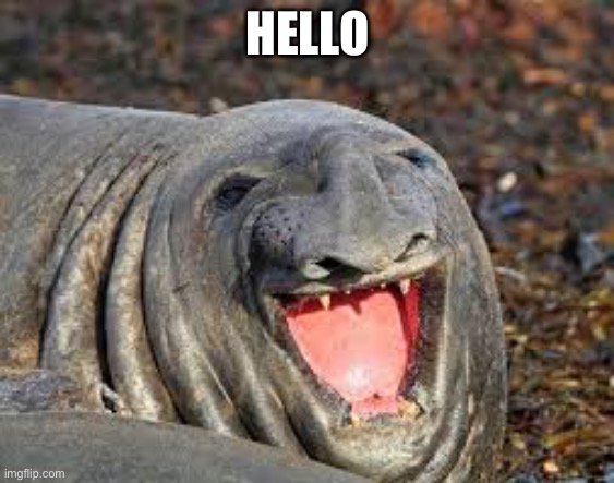 Hello | HELLO | image tagged in weird seal | made w/ Imgflip meme maker