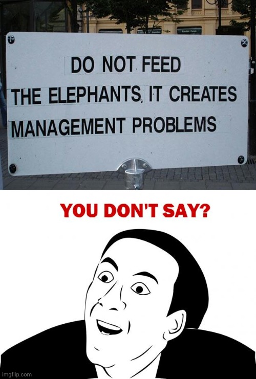 Elephants | image tagged in memes,you don't say,elephants,funny,you had one job,you had one job just the one | made w/ Imgflip meme maker