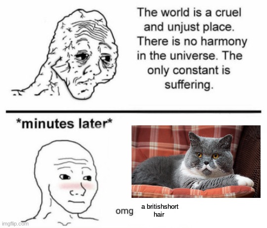 The only constant is suffering | a britishshort hair | image tagged in minutes later omg | made w/ Imgflip meme maker