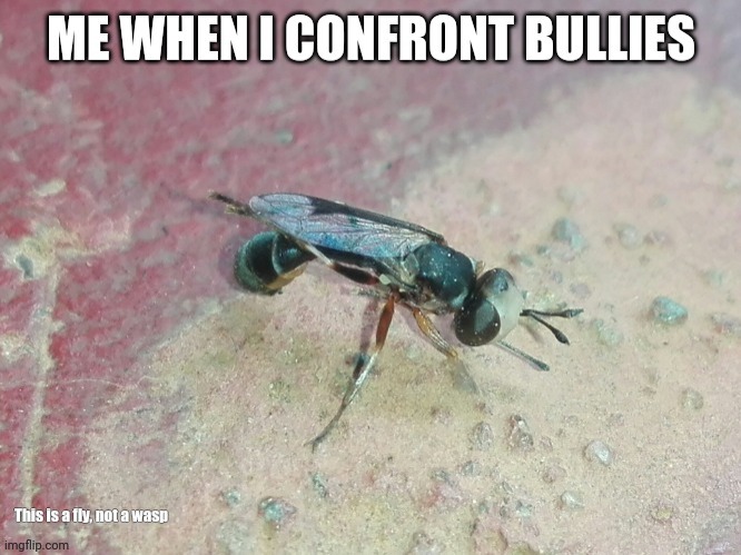 Flies teach how to avoid bullies | image tagged in impostor,disguise,flies,bullies,wasp,mimicry | made w/ Imgflip meme maker