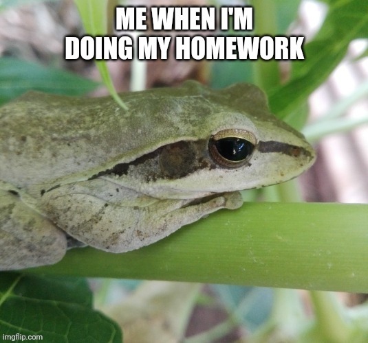 Froggy doing homework | image tagged in frog,tree frog,lazy,sad,homework,relatable memes | made w/ Imgflip meme maker