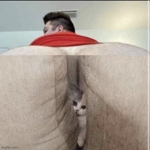 el gato | made w/ Imgflip meme maker