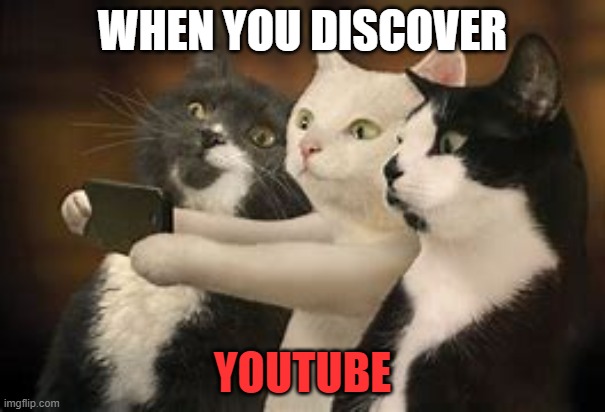 YouTube cats | WHEN YOU DISCOVER; YOUTUBE | image tagged in cats,youtube,phone | made w/ Imgflip meme maker