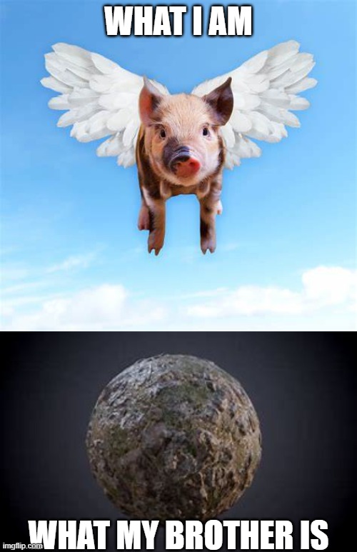 FLYING PIG | WHAT I AM; WHAT MY BROTHER IS | image tagged in pigs fly,rock | made w/ Imgflip meme maker