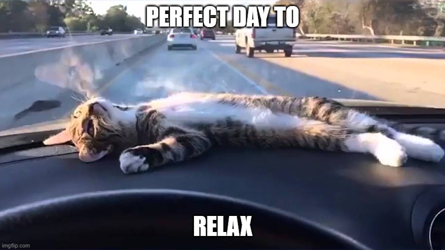 relax cat | PERFECT DAY TO; RELAX | image tagged in cat,cars,lazy | made w/ Imgflip meme maker
