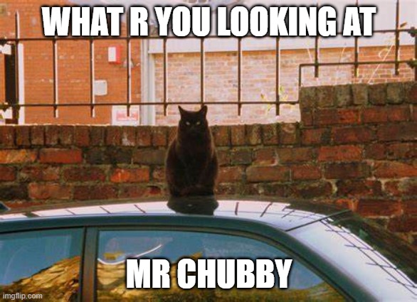 stare cat | WHAT R YOU LOOKING AT; MR CHUBBY | image tagged in cat,cars,stare | made w/ Imgflip meme maker