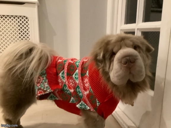 To Early? | image tagged in christmas,cute,dog,dogs,christmas sweater | made w/ Imgflip meme maker