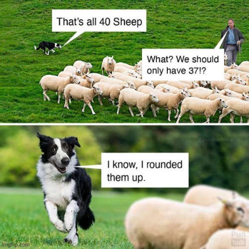 what a nice dog! | image tagged in dogs | made w/ Imgflip meme maker