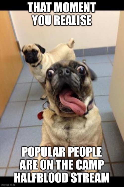 So excited  | THAT MOMENT YOU REALISE; POPULAR PEOPLE ARE ON THE CAMP HALFBLOOD STREAM | image tagged in so excited | made w/ Imgflip meme maker