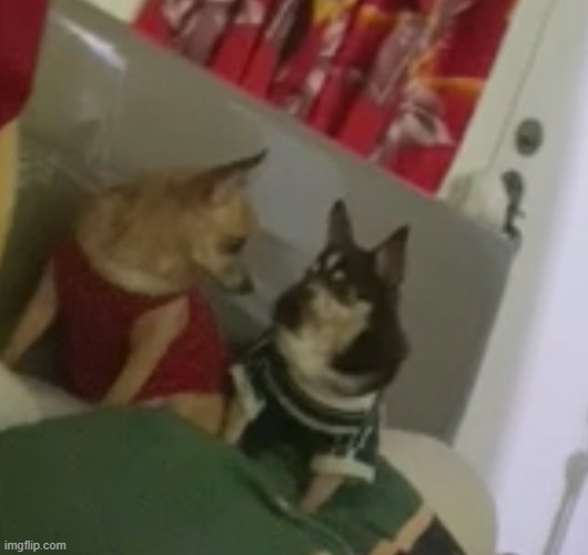 two dogs confused and staring at each other | image tagged in funny dogs | made w/ Imgflip meme maker