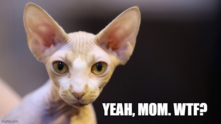 YEAH, MOM. WTF? | image tagged in cat,breastfeeding | made w/ Imgflip meme maker