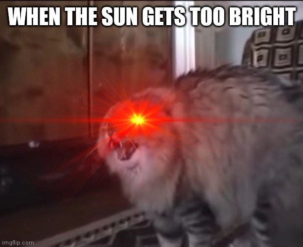 WHEN THE SUN GETS TOO BRIGHT | image tagged in cats | made w/ Imgflip meme maker