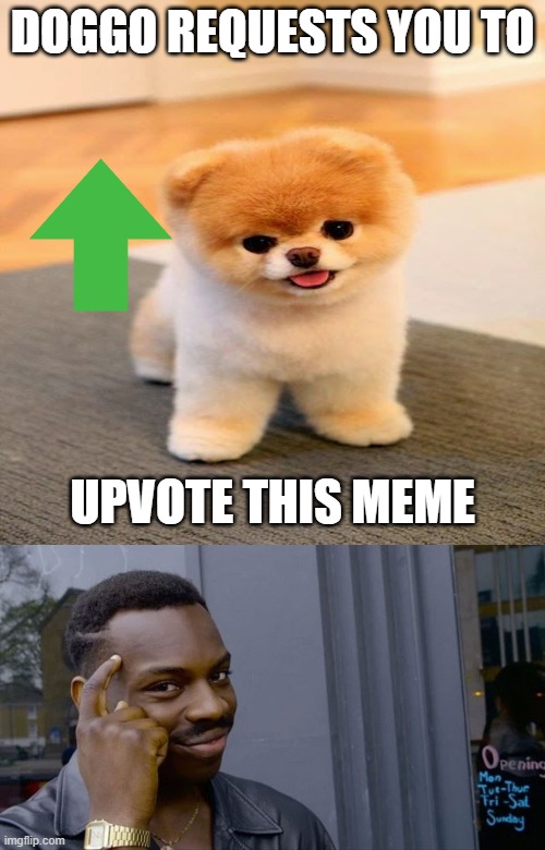 Whatta cute doggo | DOGGO REQUESTS YOU TO; UPVOTE THIS MEME | image tagged in memes,blank transparent square | made w/ Imgflip meme maker