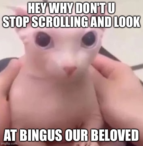 Bingus |  HEY WHY DON'T U STOP SCROLLING AND LOOK; AT BINGUS OUR BELOVED | image tagged in bingus | made w/ Imgflip meme maker