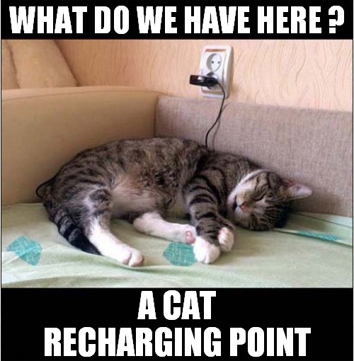 Cat Running Low On Energy ! | WHAT DO WE HAVE HERE ? A CAT RECHARGING POINT | image tagged in cats,recharging | made w/ Imgflip meme maker