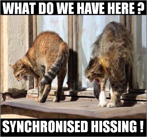 Copy Cats ! | WHAT DO WE HAVE HERE ? SYNCHRONISED HISSING ! | image tagged in cats,synchronised,hissing | made w/ Imgflip meme maker