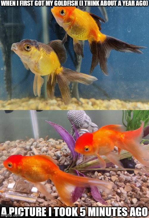 The other colors besides orange are just like my dad | WHEN I FIRST GOT MY GOLDFISH (I THINK ABOUT A YEAR AGO); A PICTURE I TOOK 5 MINUTES AGO | made w/ Imgflip meme maker