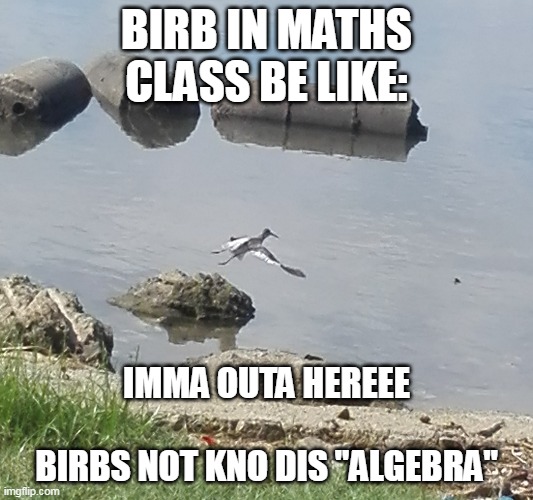 Birb in maths class | BIRB IN MATHS CLASS BE LIKE:; IMMA OUTA HEREEE
 
BIRBS NOT KNO DIS "ALGEBRA" | image tagged in redshank,sandpiper,birb,math class,maths,math | made w/ Imgflip meme maker