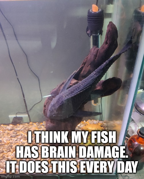 I THINK MY FISH HAS BRAIN DAMAGE. IT DOES THIS EVERY DAY | made w/ Imgflip meme maker