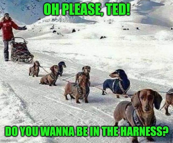 Doggo's had enough | OH PLEASE, TED! DO YOU WANNA BE IN THE HARNESS? | image tagged in memes,dogs | made w/ Imgflip meme maker