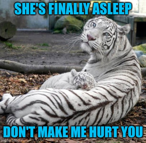 Momma needs a rest | SHE'S FINALLY ASLEEP; DON'T MAKE ME HURT YOU | image tagged in cats,big kitty,sleeping | made w/ Imgflip meme maker