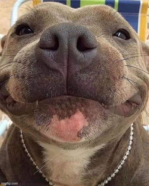 just in case you needed a smile today | image tagged in dogo,smile | made w/ Imgflip meme maker