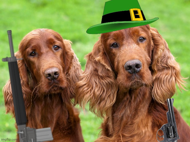 Post these doggos | image tagged in irish,setters,doggos,post this dog,political,satire | made w/ Imgflip meme maker