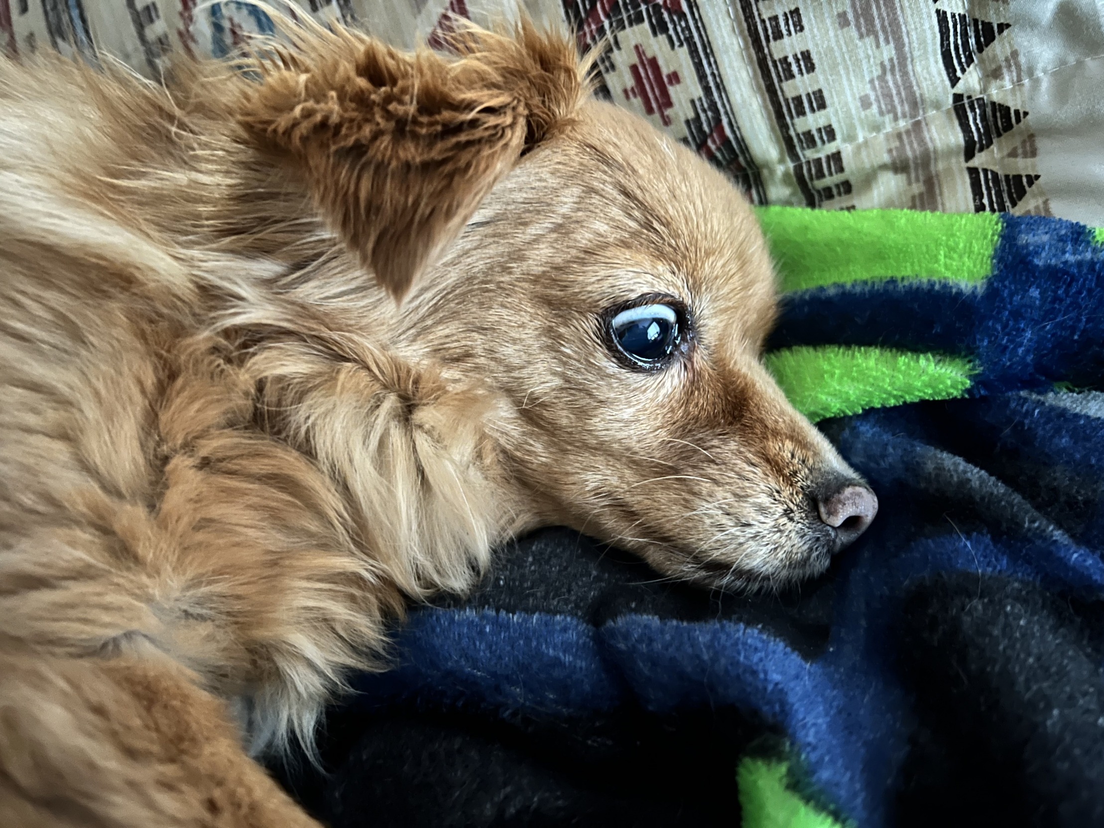 High Quality Crazy Eyed Dog Blank Meme Template