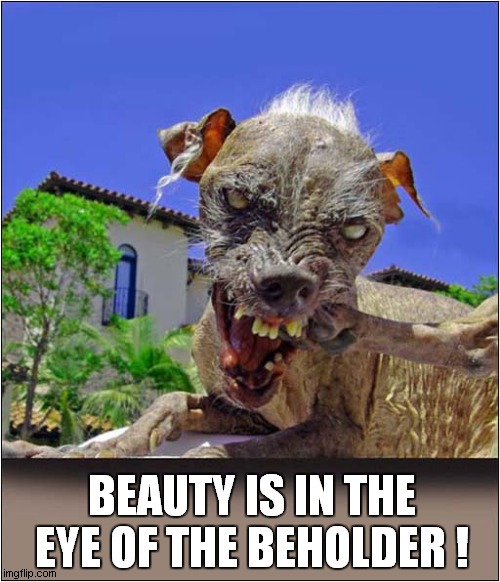 Who's A Pretty Boy Then ! | BEAUTY IS IN THE EYE OF THE BEHOLDER ! | image tagged in dogs,pretty,beauty | made w/ Imgflip meme maker