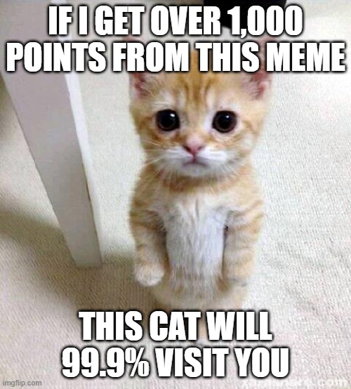 Cute Cat | IF I GET OVER 1,000 POINTS FROM THIS MEME; THIS CAT WILL 99.9% VISIT YOU | image tagged in memes,cute cat | made w/ Imgflip meme maker