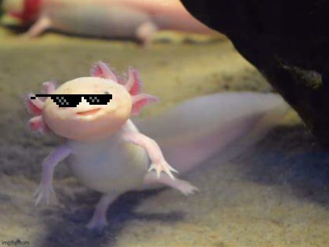 Gaming axolotl | image tagged in meme | made w/ Imgflip meme maker