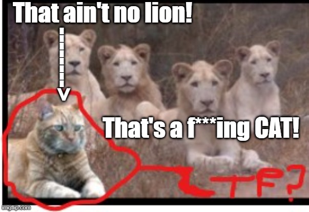 That is not a lion. Lion's don't have collars. Cats on the other hand do. So... WTFH!!? | That ain't no lion! -------->; That's a f***ing CAT! | image tagged in wtf | made w/ Imgflip meme maker