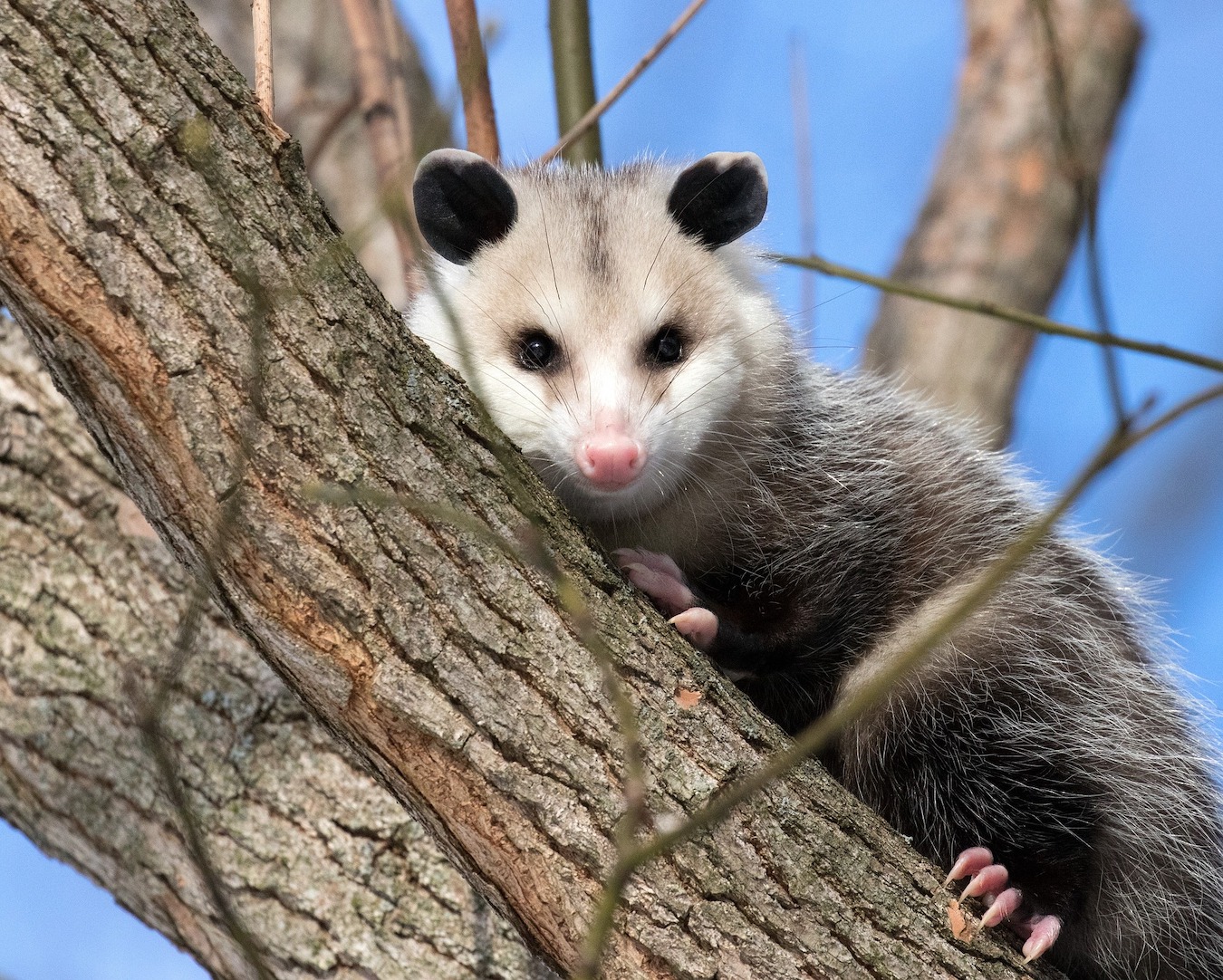High Quality Opossum Blank Meme Template