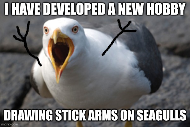Stick Seagulls | I HAVE DEVELOPED A NEW HOBBY; DRAWING STICK ARMS ON SEAGULLS | image tagged in seagull,funny memes | made w/ Imgflip meme maker