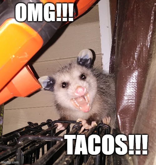 TacoPossum | OMG!!! TACOS!!! | image tagged in happiness,taco,possum | made w/ Imgflip meme maker