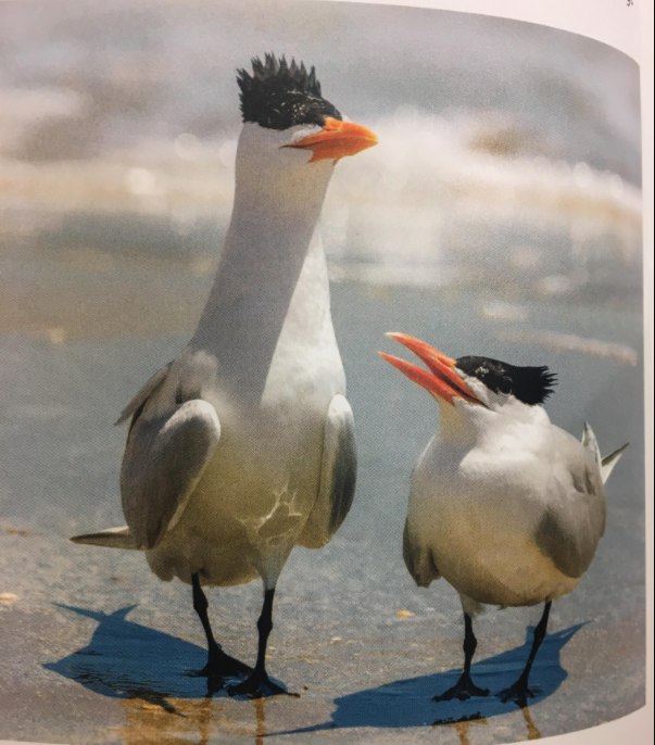 High Quality Seagulls Big and Small Blank Meme Template